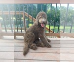 Puppy 1 Goldendoodle