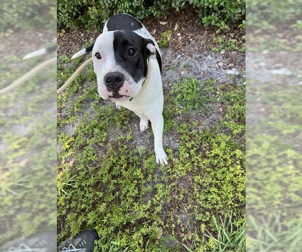 Medium Photo #1 American Staffordshire Terrier Puppy For Sale in Fort Lauderdale, FL, USA