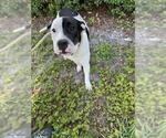 Small American Staffordshire Terrier