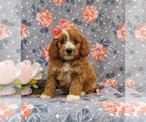 Cavapoo-Poodle (Miniature) Mix Puppy for sale in NEW PROVIDENCE, PA, USA