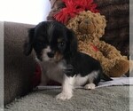 Small Photo #2 Cavalier King Charles Spaniel Puppy For Sale in CLARE, MI, USA