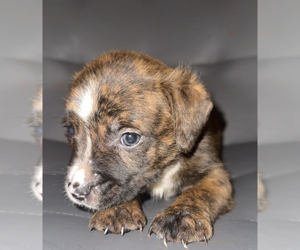 Medium Photo #1 American Staffordshire Terrier Puppy For Sale in BROOKLYN, NY, USA