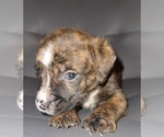 Puppy Puppy 4 American Staffordshire Terrier