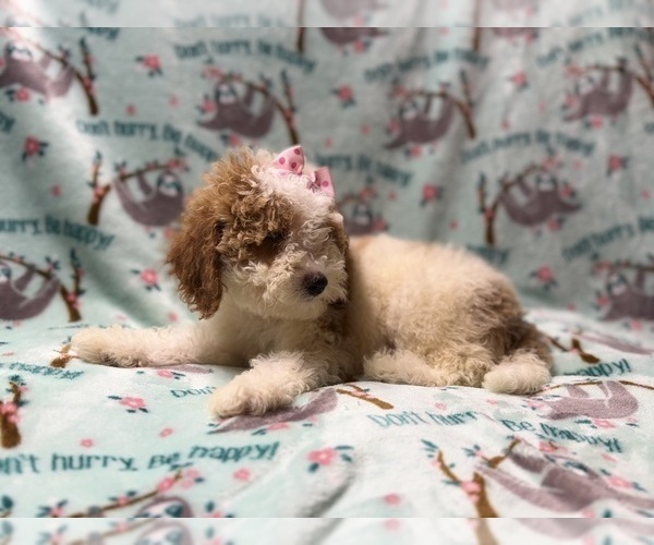 Medium Photo #5 Poodle (Miniature) Puppy For Sale in LAKELAND, FL, USA