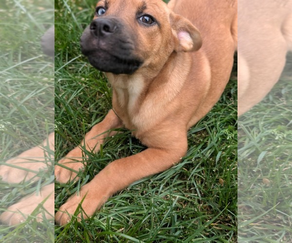 Medium Photo #8 Mutt Puppy For Sale in Holly Springs, NC, USA