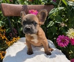 Puppy Tyson French Bulldog