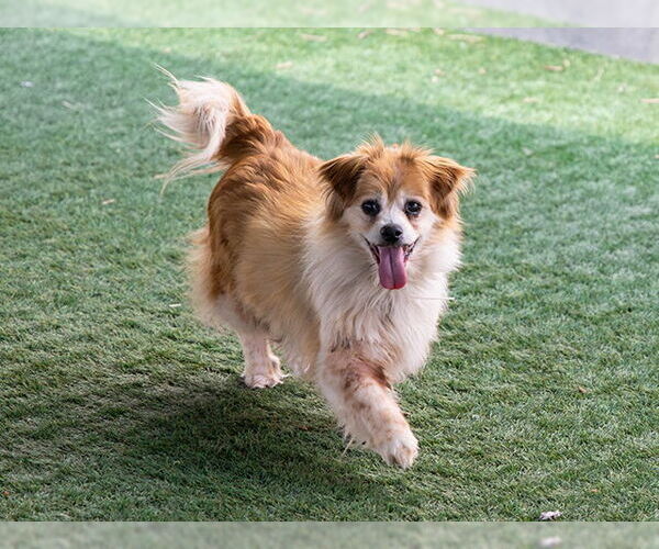 Medium Photo #2 Pomeranian-Unknown Mix Puppy For Sale in Pasadena, CA, USA