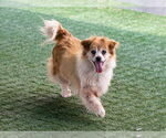 Small #1 Pomeranian Mix