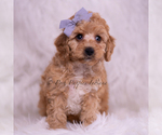 Small Photo #90 Poodle (Toy) Puppy For Sale in WARSAW, IN, USA