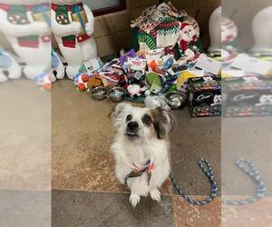 Chihuahua-Unknown Mix Dogs for adoption in Springfield, MA, USA