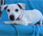 Small #2 Chihuahua-Labrador Retriever Mix