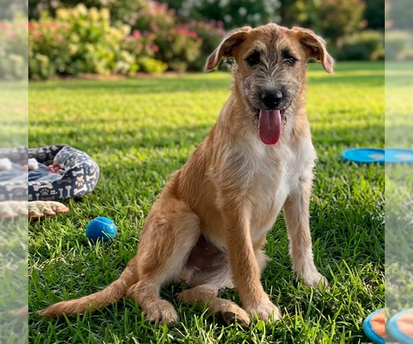 Medium Photo #2 Irish Terrier-Unknown Mix Puppy For Sale in Genesee, WI, USA
