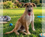 Small #1 Irish Terrier Mix