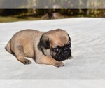 Small #9 Pug