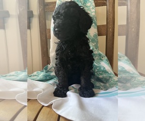 Poodle (Standard) Puppy for sale in BLOOMINGDALE, GA, USA