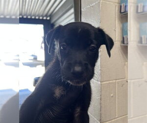 Mutt Dogs for adoption in San Bernardino, CA, USA