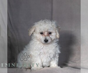 Bichon Frise Puppy for sale in NARVON, PA, USA