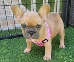 Small #5 French Bulldog