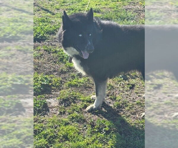Medium Photo #4 German Shepherd Dog-Huskies  Mix Puppy For Sale in Woodland, CA, USA