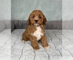 Small #2 Cavapoo