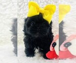 Small Photo #12 Shih Tzu Puppy For Sale in PEMBROKE PINES, FL, USA