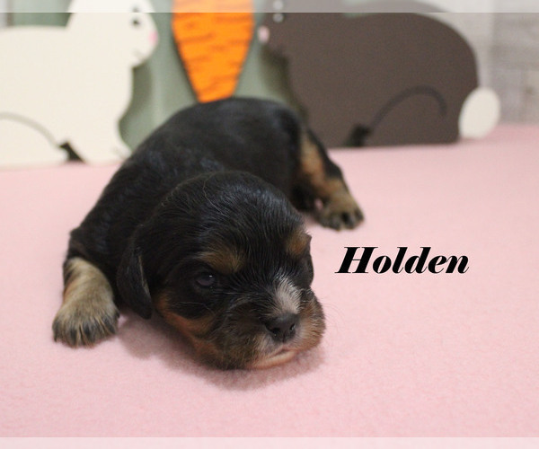 Medium Photo #5 Cavalier King Charles Spaniel Puppy For Sale in CHANUTE, KS, USA