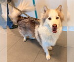 Small Siberian Husky Mix