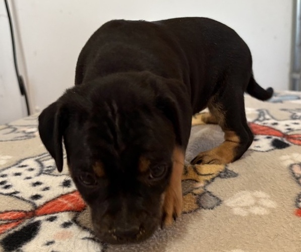 Medium Photo #3 Carlin Pinscher Puppy For Sale in COBB, WI, USA