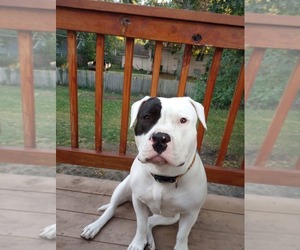 Mother of the American Bully puppies born on 04/17/2026