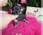 Small Chihuahua