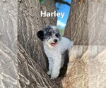 Small Photo #19 Poodle (Miniature) Puppy For Sale in FILLMORE, UT, USA