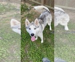 Small Photo #1 Siberian Husky Puppy For Sale in BOYLE, MS, USA