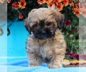 ShihPoo Puppy for sale in HOLTWOOD, PA, USA