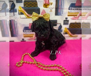 Poodle (Toy) Puppy for sale in WINNSBORO, LA, USA