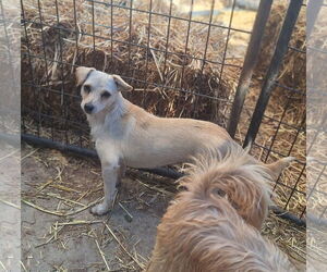 Chihuahua-Unknown Mix Dogs for adoption in Chico, CA, USA