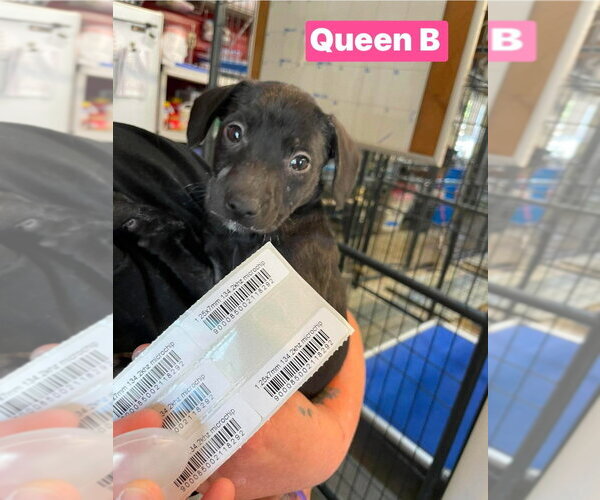 Medium Photo #1 Labrador Retriever-Unknown Mix Puppy For Sale in Foristell, MO, USA