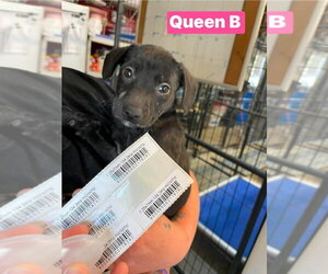Labrador Retriever-Unknown Mix Dogs for adoption in Foristell, MO, USA