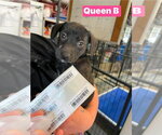 Small Labrador Retriever Mix