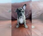 Puppy 2 French Bulldog