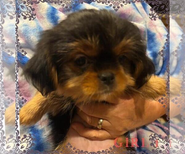 Medium Photo #1 Japanese Chin-Shorkie Tzu Mix Puppy For Sale in FALL CREEK, WI, USA