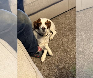 OK/Birk - Male Brittany Dog for Adoption - Photo #4