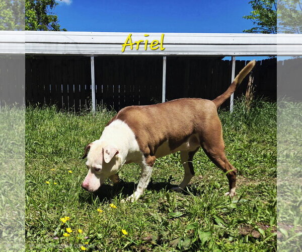 Medium Photo #5 Siberian Husky-Unknown Mix Puppy For Sale in Jackson, MS, USA