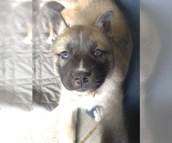 Medium Photo #3 Siberian Husky-Unknown Mix Puppy For Sale in Raleigh, NC, USA