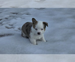 Puppy Red Girl Pembroke Welsh Corgi