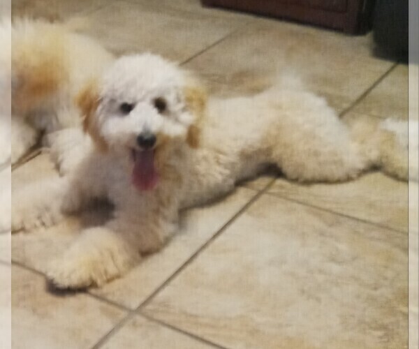 Medium Photo #9 Goldendoodle-Poodle (Miniature) Mix Puppy For Sale in NORTH LIBERTY, IN, USA