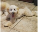 Small Photo #9 Goldendoodle-Poodle (Miniature) Mix Puppy For Sale in NORTH LIBERTY, IN, USA
