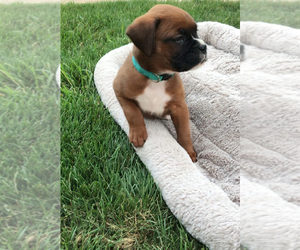 Boxer Puppy for Sale in APPLE CREEK, Ohio USA