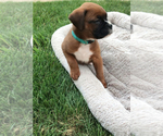 Image preview for Ad Listing. Nickname: Akc layla