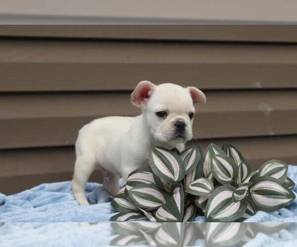 Medium Photo #6 French Bulldog Puppy For Sale in LIBERTY, KY, USA