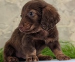 Small #4 Dachshund